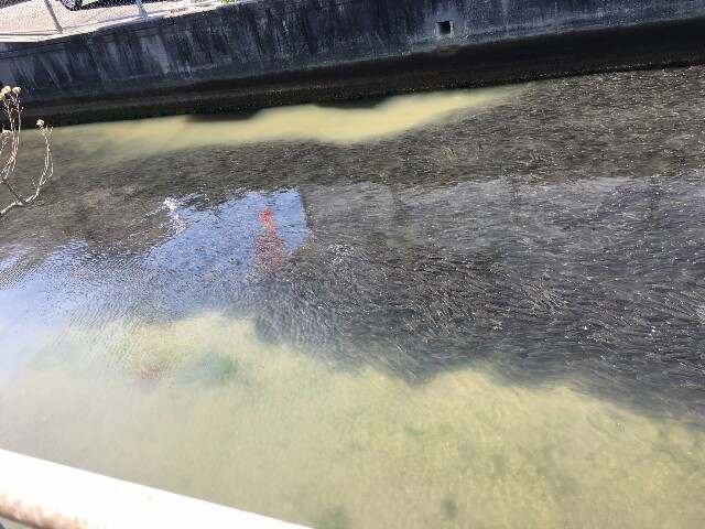 f:id:somin753:20170321112514j:image