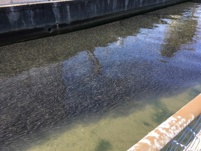 f:id:somin753:20170321112530j:image