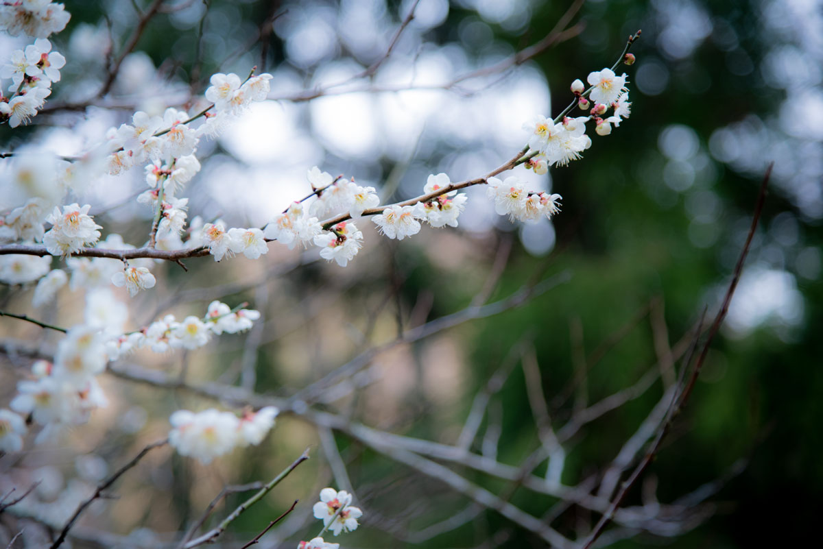 f:id:somugi:20190513191431j:plain