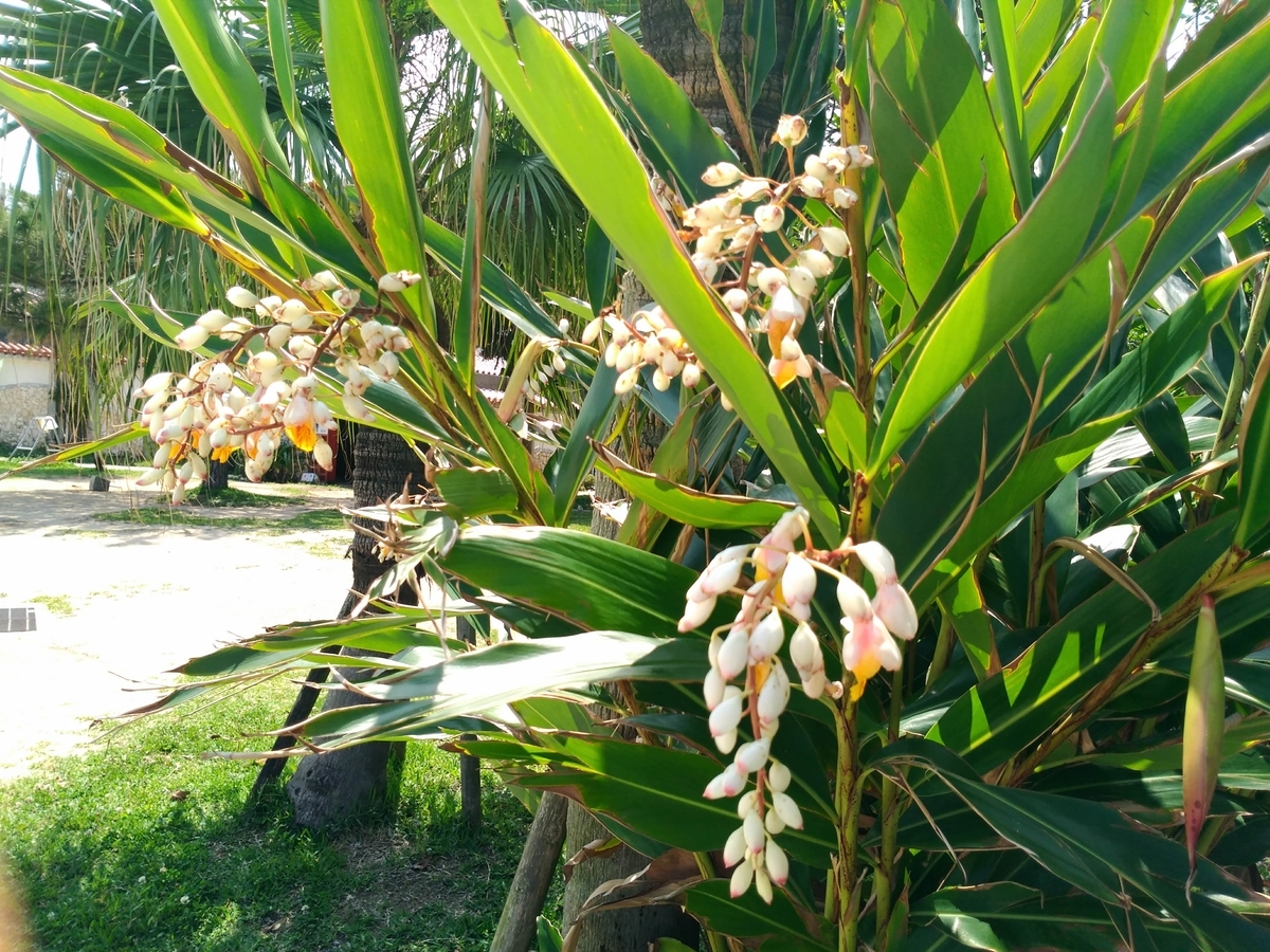 f:id:somutamu_musume3:20200514172028j:plain f:id:somutamu_musume3:20200514172028j:plain