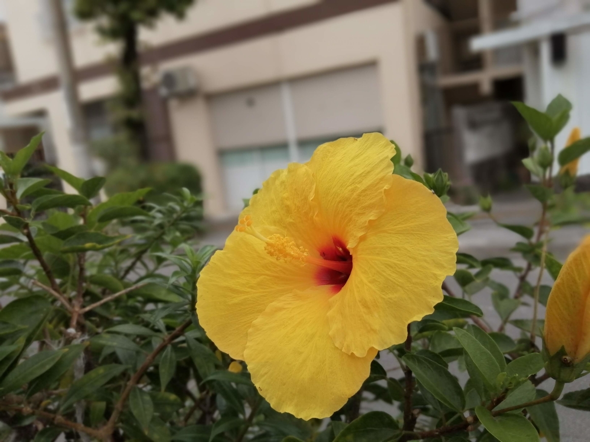 沖縄】2021・ハイビスカスコレクション・今年も月桃の季節がやってきた