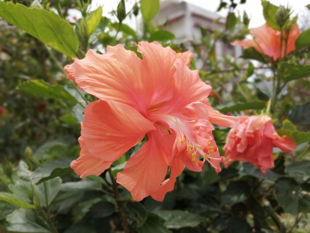 沖縄尚学　　2021-ハイビスカス　　O 沖縄】2021・ハイビスカスコレクション・今年も月桃の季節がやってきた