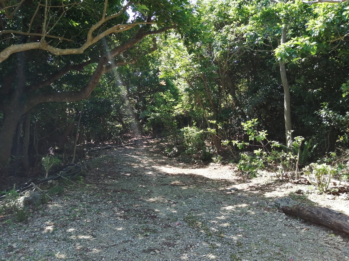 f:id:somutamu_musume3:20210514205444j:plain