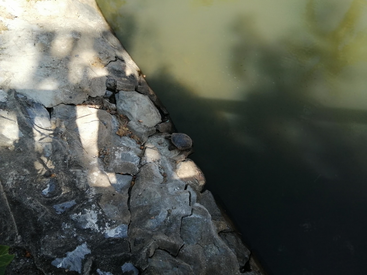 f:id:somutamu_musume3:20220104093553j:plain