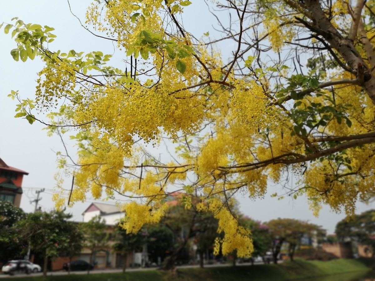 f:id:somutamu_musume3:20220409200742j:plain