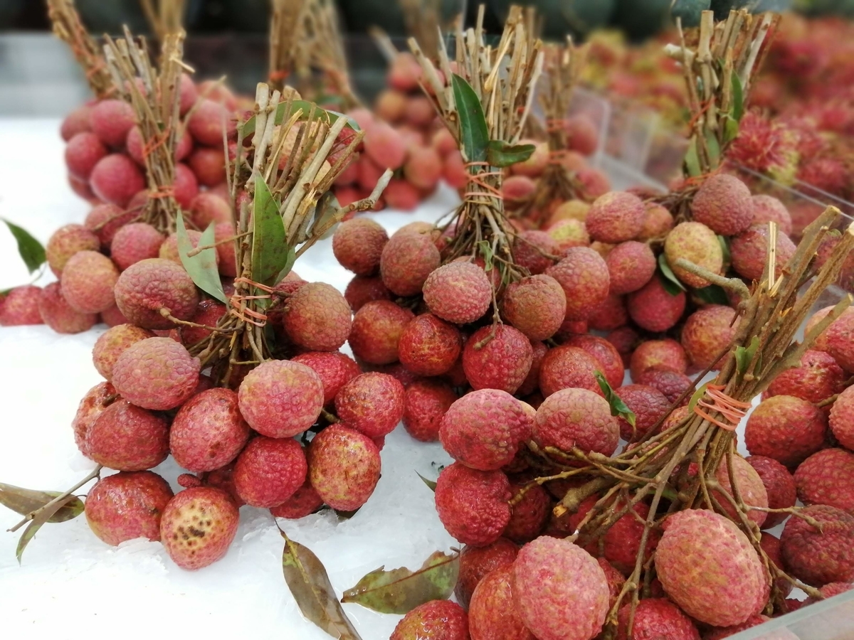 ライチ。ジャカパット。鉢ごと無料で発送致します。 ライチ。ジャカパット。鉢ごと無料で発送致します。