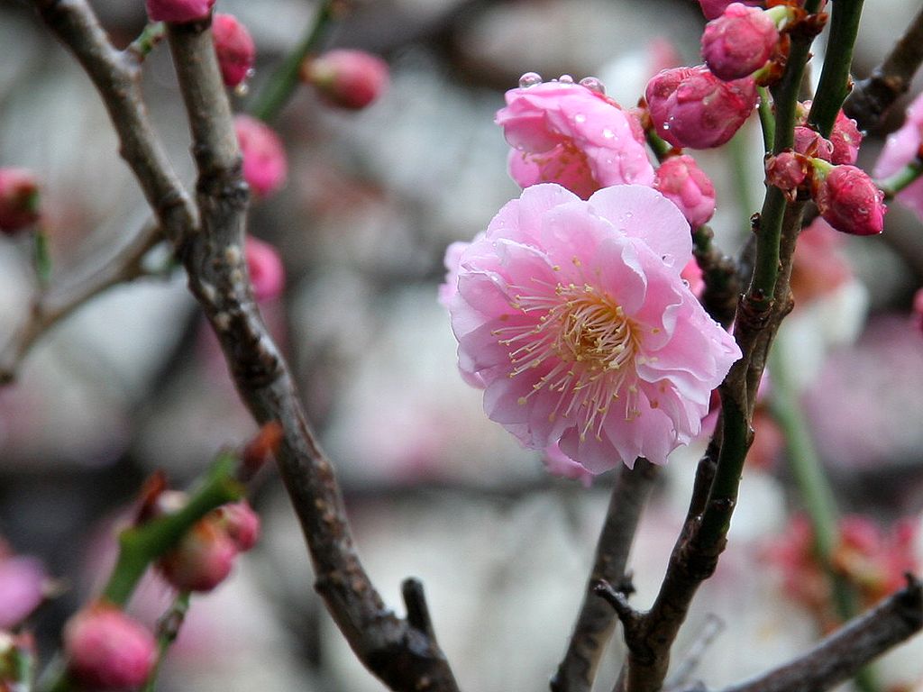 f:id:son7:20210216185652j:plain