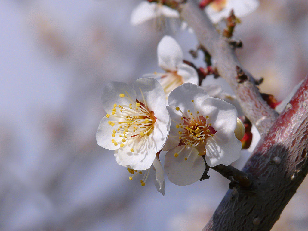 f:id:son7:20210216185724j:plain