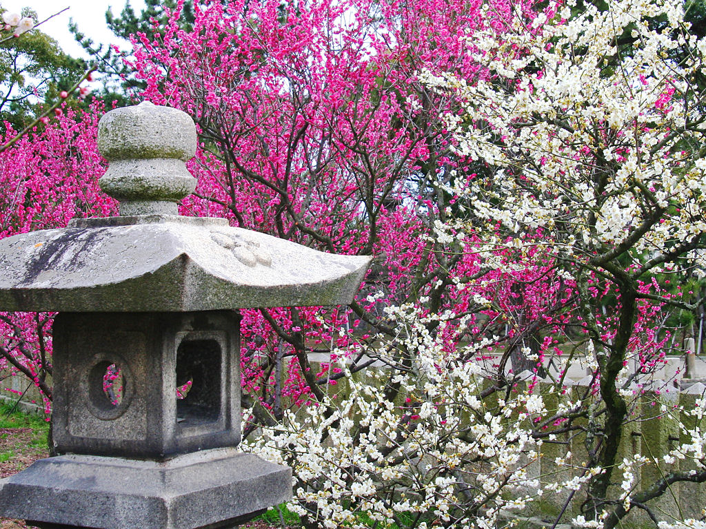 f:id:son7:20210216185829j:plain