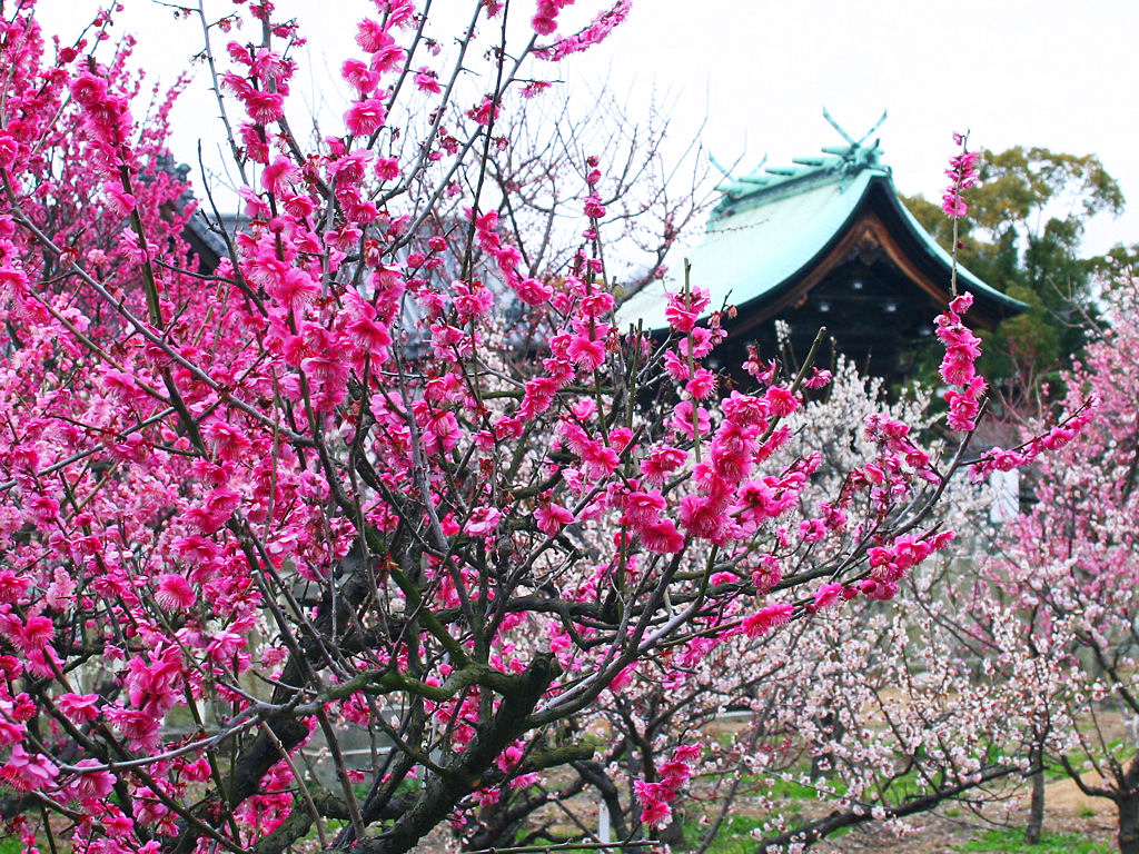 f:id:son7:20210216185846j:plain