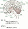 小脳と大脳の形の相似性