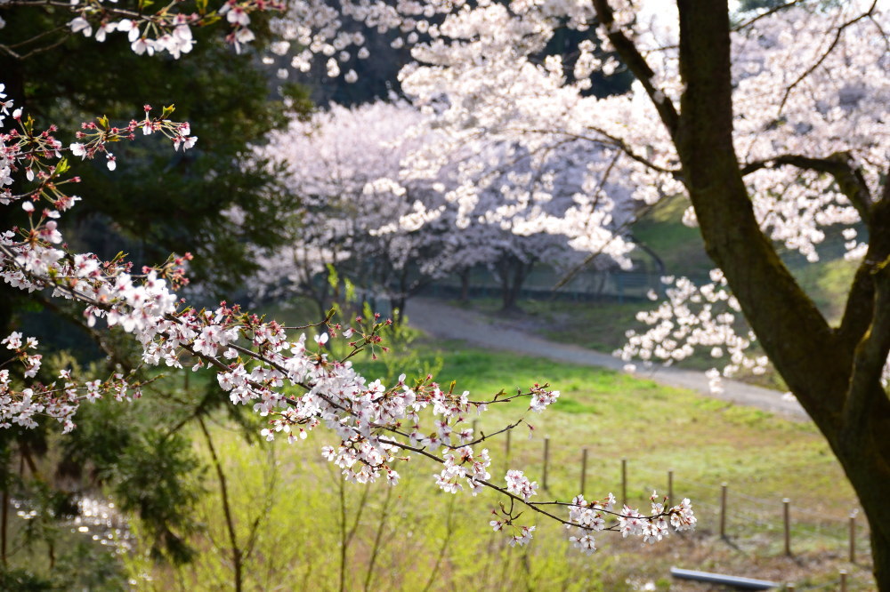 f:id:songforbrother:20200701211026j:plain