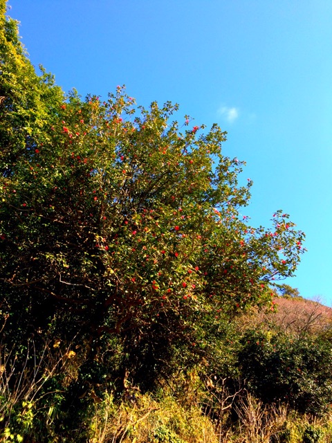 f:id:songispretty5551256:20150204123505j:plain f:id:songispretty5551256:20150204123505j:plain