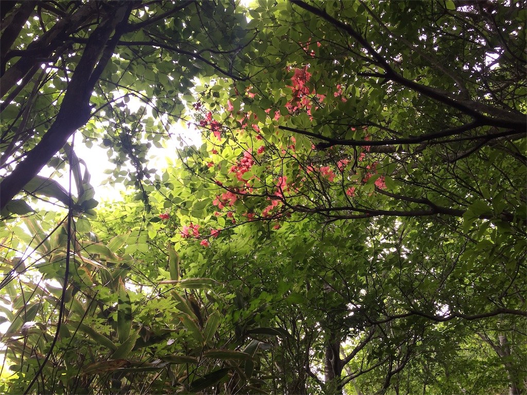 f:id:sonna-monkane:20180222192503j:image