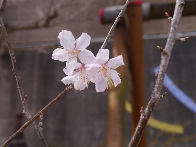 f:id:sonnoubaby:20200313122617j:plain