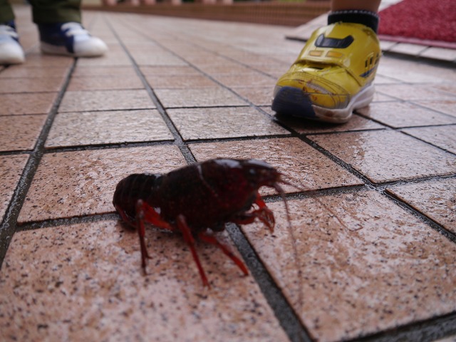 f:id:sonnoubaby:20200714132436j:plain f:id:sonnoubaby:20200714132436j:plain