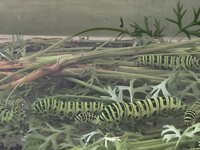 🌷はらぺこあおむしさん🌹 - 園生幼稚園のブログ