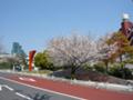 東京タワーの桜