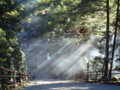 [木漏れ日][もや][大雄山]木漏れ日が荘厳さを際立たせていた