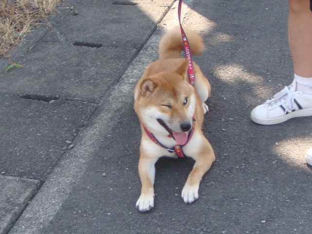 415 散歩は早朝にしてください Daikichiランド 415 散歩は早朝にしてください Daikichiランド