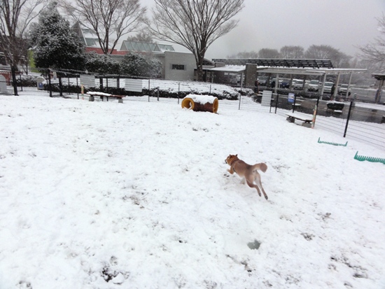 1 雪のドッグランとペット温泉 １泊２日 御殿場 千葉の旅 Daikichiランド