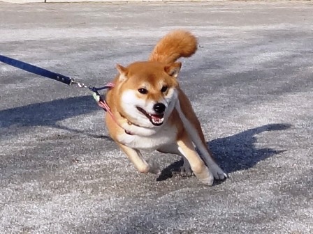 柴犬のケンカ劇場 第１４５４話 Daikichiランド