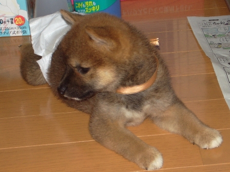 柴犬たらこ母さんヒストリー 柴犬の赤ちゃんは最強 Daikichiランド