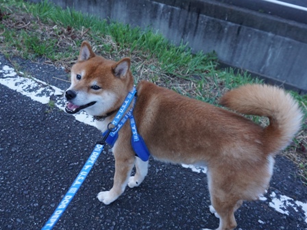 たらこ柴 母さん14歳の誕生日 Daikichiランド