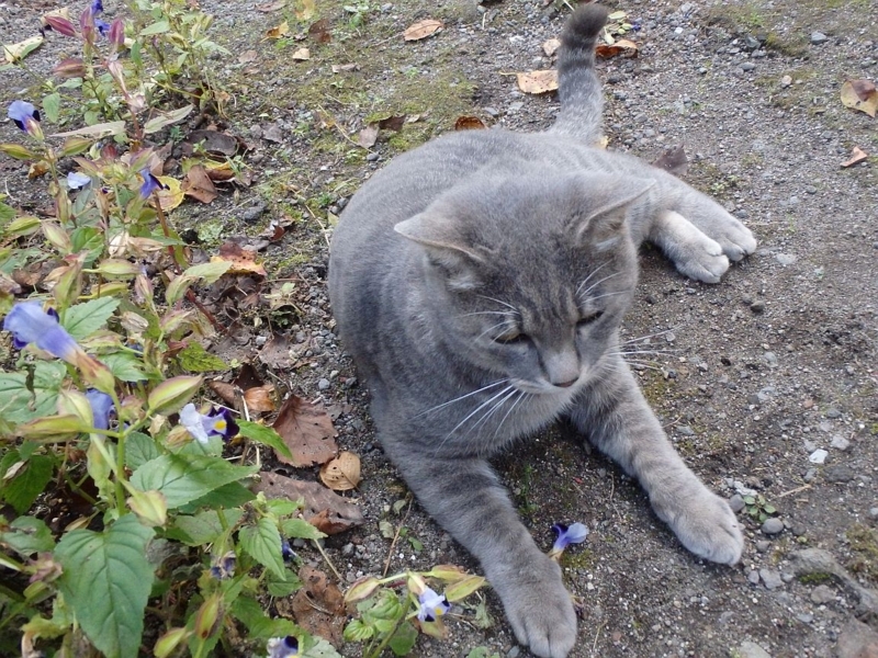 杖立薬師堂にいた猫