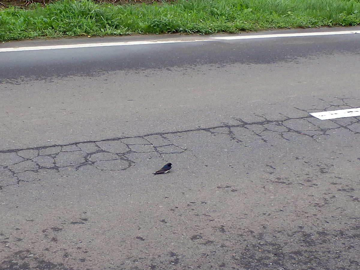 道路上で動けないツバメ 道路中央で動かないツバメ