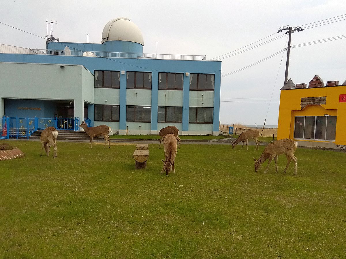 草を食むエゾシカ 稚内市青少年科学館前
