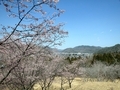 [景色]かみごおりさくら園の桜