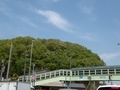 [いきもの][道路]越前市塚原交差点付近で見かけたサギの集団営巣