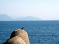 [景色][いきもの]敦賀半島とイソヒヨドリ