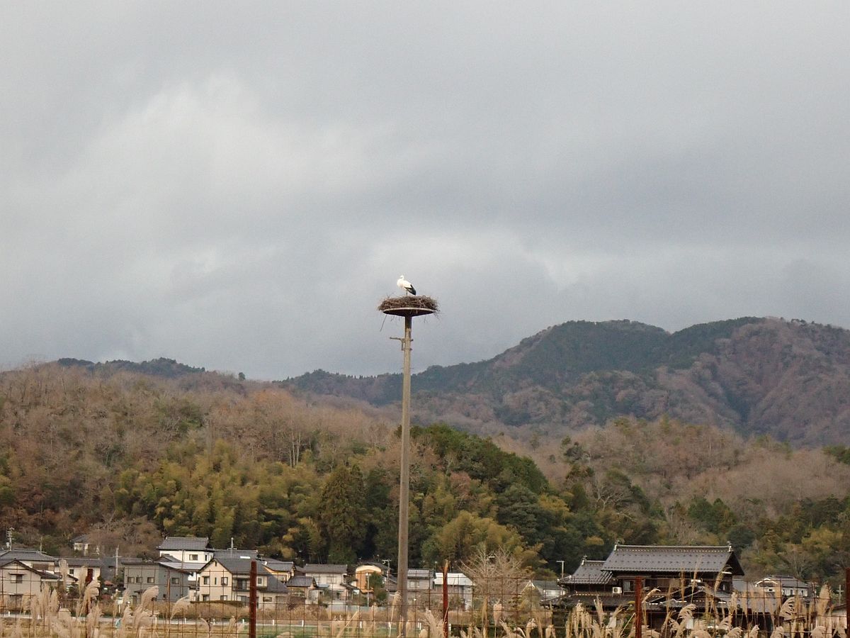 コウノトリの郷公園にて