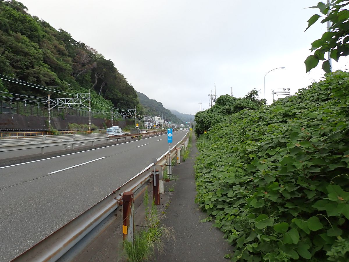 葛が歩道幅を狭めている