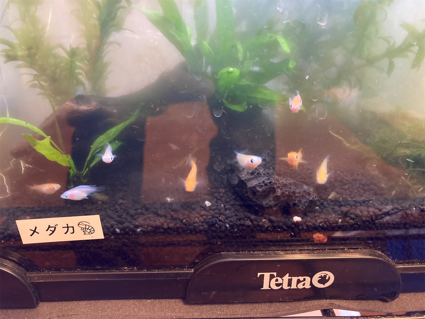 f:id:soocersunny32:20220404215629j:image