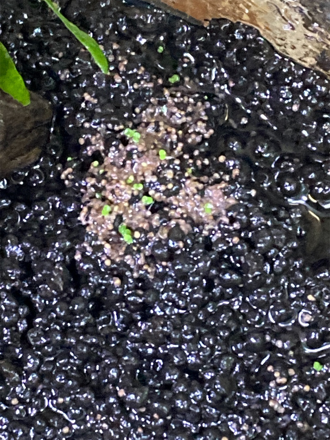 f:id:soocersunny32:20220509221809j:image