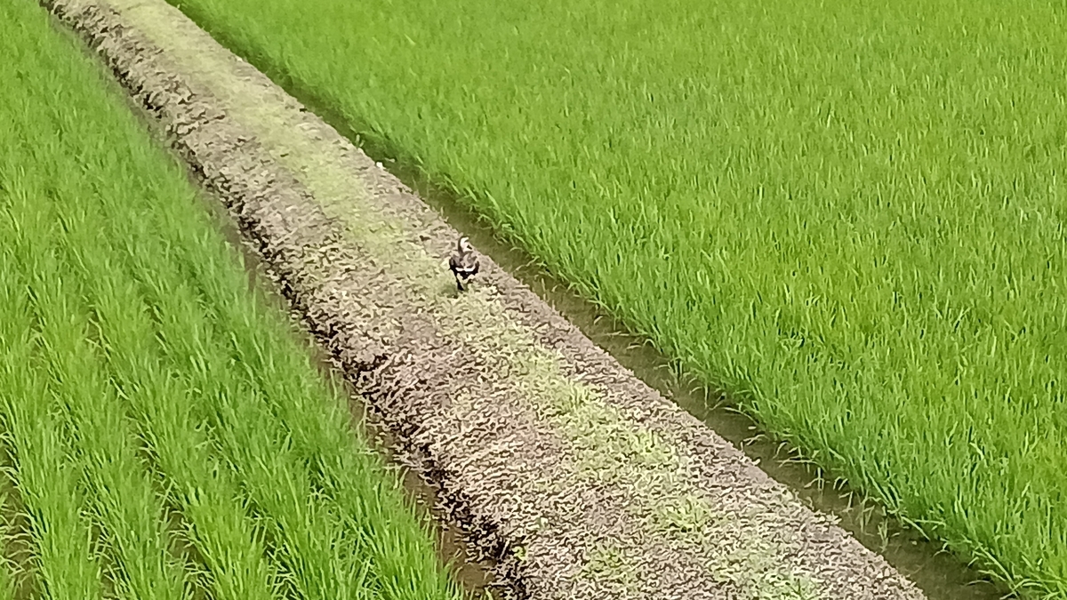 田園風景 - Over the Rainbow
