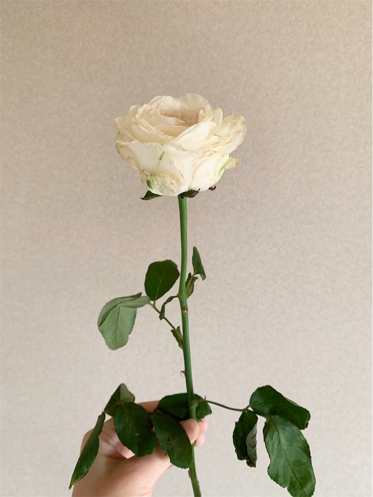 f:id:sooooo8p:20200915072732j:image f:id:sooooo8p:20200915072732j:image