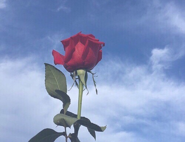 f:id:sooooocha:20180509130955j:plain