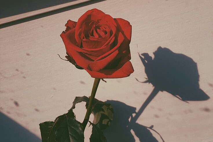 f:id:sooooocha:20190318025414j:plain