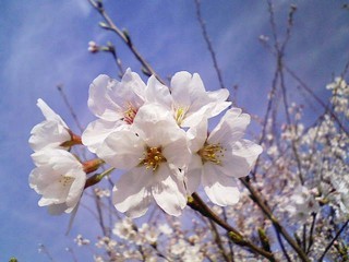 f:id:soorce:20080506221015j:image f:id:soorce:20080506221015j:image