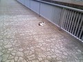 [猫][ネコ][ねこ][ぬこ]