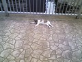 [猫][ネコ][ねこ][ぬこ]