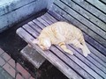 [猫][ネコ][ねこ][ぬこ]