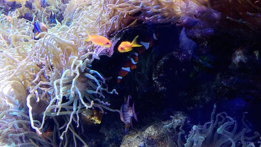 f:id:soosun:20170313193042j:plain f:id:soosun:20170313193042j:plain