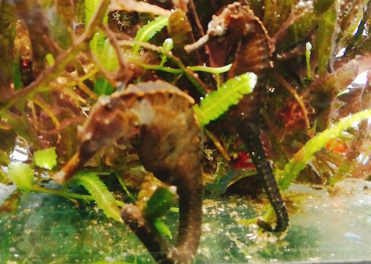 f:id:soosun:20170313193111j:plain f:id:soosun:20170313193111j:plain