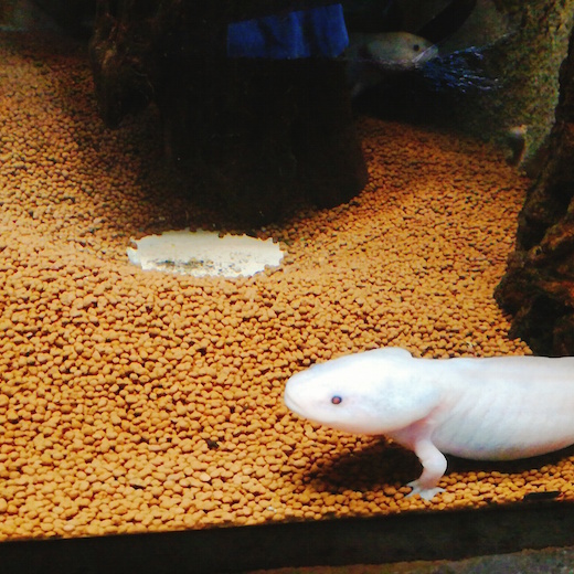 f:id:soosun:20170313194142j:plain f:id:soosun:20170313194142j:plain