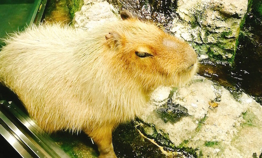 f:id:soosun:20170313194208j:plain f:id:soosun:20170313194208j:plain